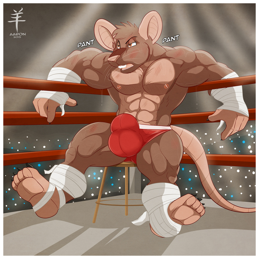 2015 aaron_(artist) abs anthro bandage biceps big_muscles broen_eyes brown_fur bruise bulge claws clothed clothing fight fighter fur half-dressed male mammal muscles nipples open_mouth pecs penis pink_nose rat rodent sitting solo speedo stool swimsuit teeth tiptoe_(character) toe_claws toned tongue topless underwear