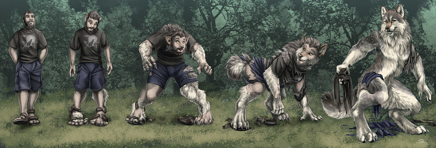 anthro canine clothing digitigrade forest fur grey_fur human lykanos male mammal nude sabretoothed_ermine sequence solo torn_clothing transformation tree were werewolf wolf yellow_eyes