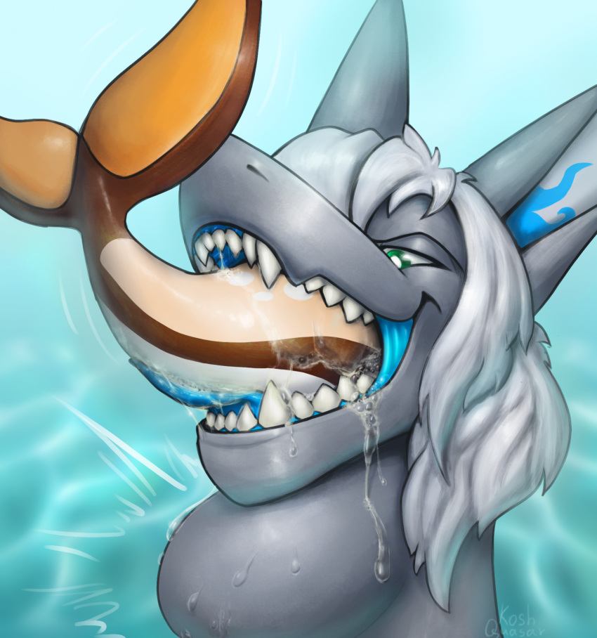 anthro bodily_fluids bow_(bowhuskers) duo eating fish grey_body grey_hair grey_skin hair hi_res in_mouth koshquasar male marine markings neck_bulge open_mouth saliva shark solo tan_body tan_skin teeth vore water