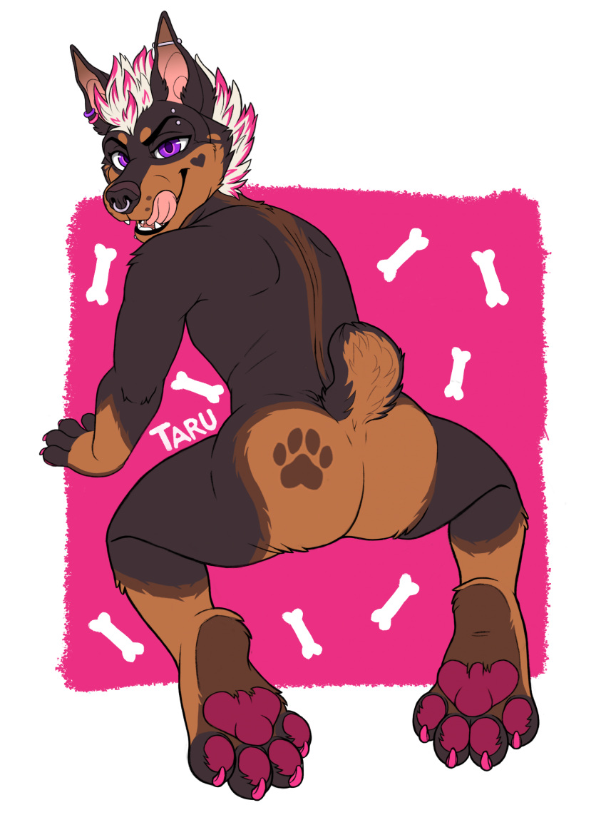 anthro blush butt butt_focus canid canine canis chase_(bropix) claws dobermann domestic_dog hi_res highlights_(coloring) male mammal paw_mark paws piercing pink_paws pinscher solo tail tarumeow tongue tongue_out