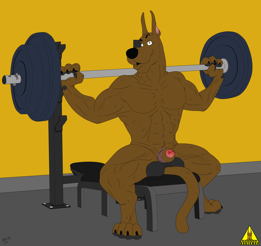 abs animal_genitalia balls bench_press big_balls big_muscles canine canine_penis dangerdoberman dog gym looking_at_viewer mammal muscles nude penis scooby-doo scooby-doo_(series) vein weights workout