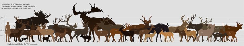 antelope caprine cervine deer dik-dik elk gazelle gnu human male mammal moose size_chart size_difference