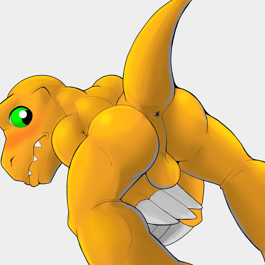 agumon anus balls blush butt covering covering_crotch digimon digital_media_(artwork) dinosaur embarrassed looking_back low-angle_shot male nervous paw_hands perineum rear_view scalie semi-anthro simple_background solo unknownwolf white_background worm's-eye_view