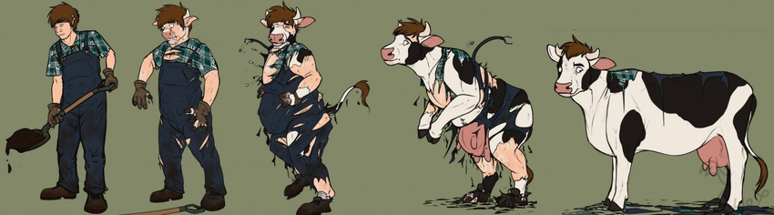 binturongboy bovine cattle clothing farm feral mammal overalls pheagle shovel teats torn_clothing transformation udders