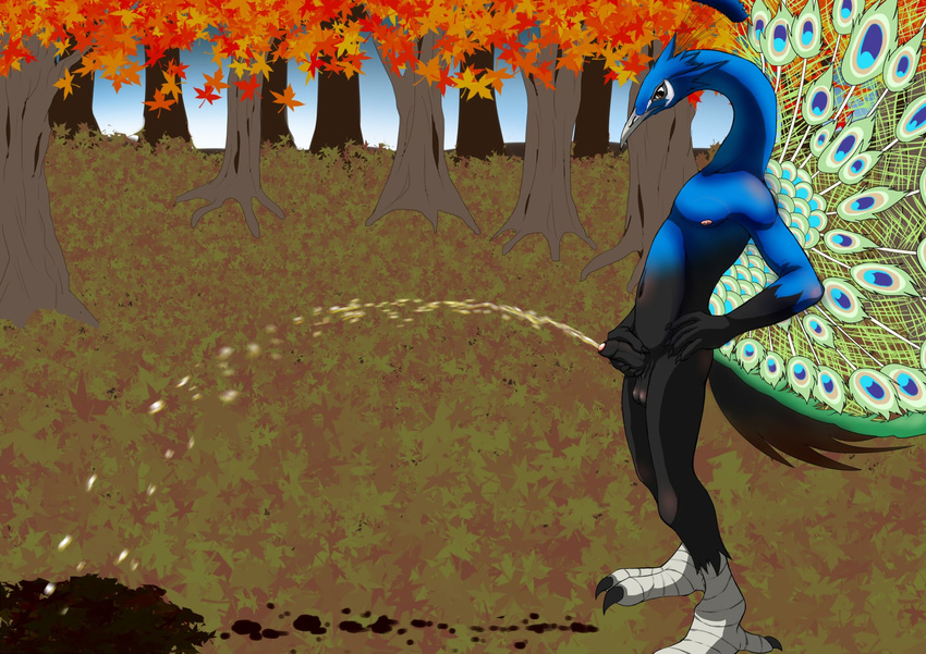 anthro autumn avian balls bird brown_eyes camiod claws feathers forest hand_on_hip hand_on_penis hi_res long_neck male nipples nude outside peafowl penis solo tree uncut urine