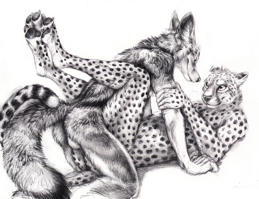 2015 ambiguous_gender ambiguous_penetration anthro backsack balls black_spots butt cheetah claws duo eye_contact feline fur greyscale interspecies kenket looking_down looking_up lying male mammal monochrome nude on_back on_top pawpads paws penetration side-striped_jackal simple_background sketch smile white_background