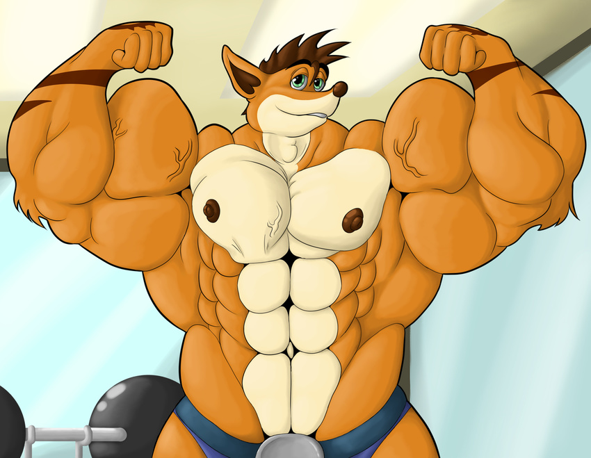 bandicoot barbell belt clothing crash_bandicoot crash_bandicoot_(series) flexing gym jeannos mammal marsupial muscles nerves nipples pecs speedo swimsuit tattoo video_games weights wolfgerlion64