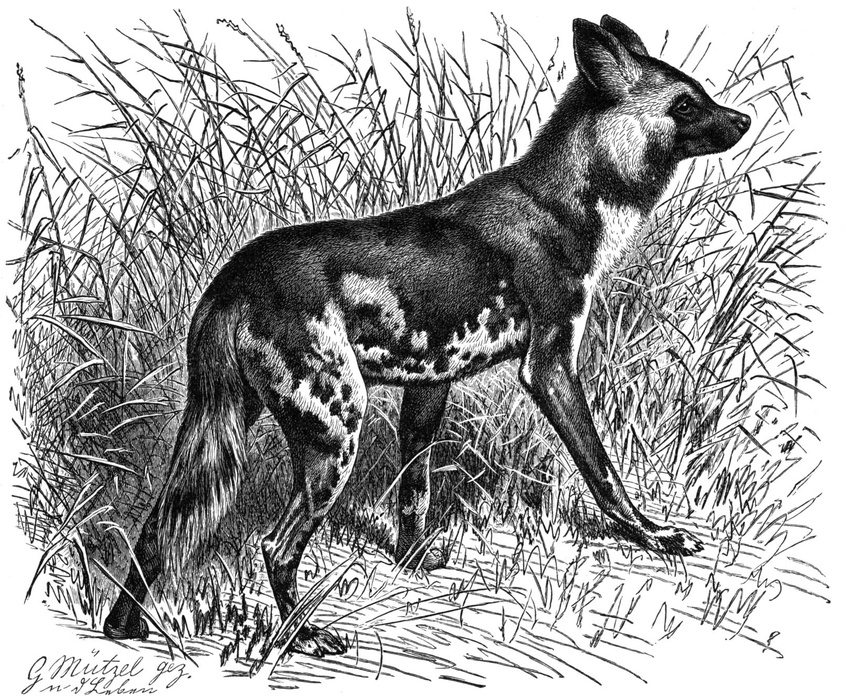 african_wild_dog canine claws feral grass greyscale gustav_m&uuml;tzel license_info mammal monochrome public_domain solo toe_claws traditional_media_(artwork)