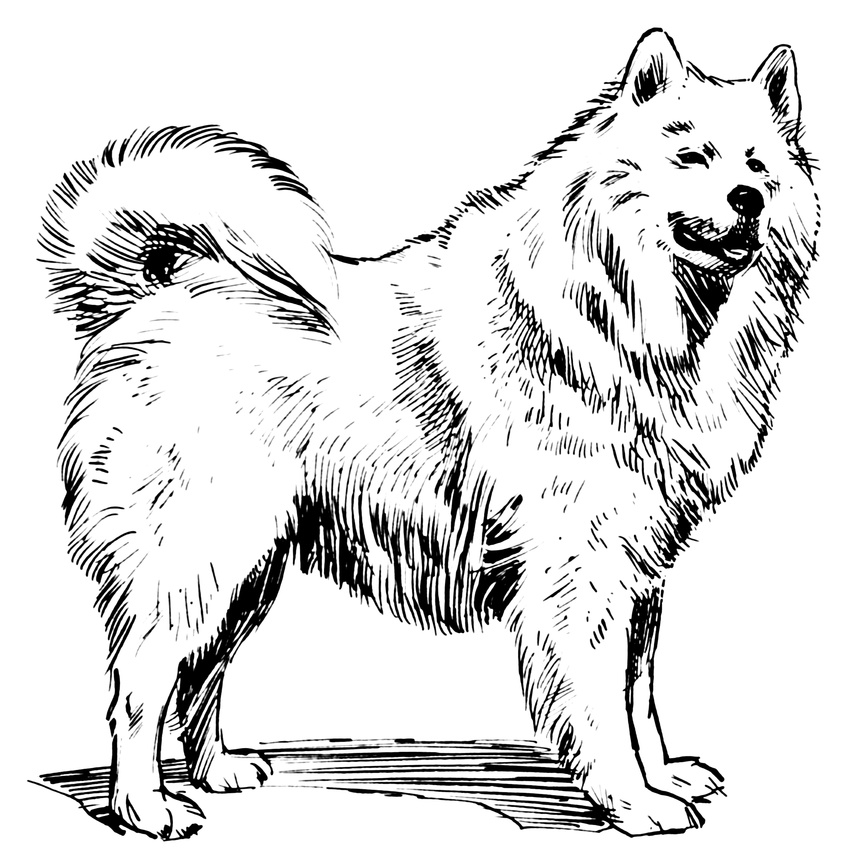 ambiguous_gender black_and_white black_nose canine dog feral fluffy fur hi_res license_info mammal monochrome public_domain quadruped raised_tail samoyed simple_background solo standing white_background white_fur