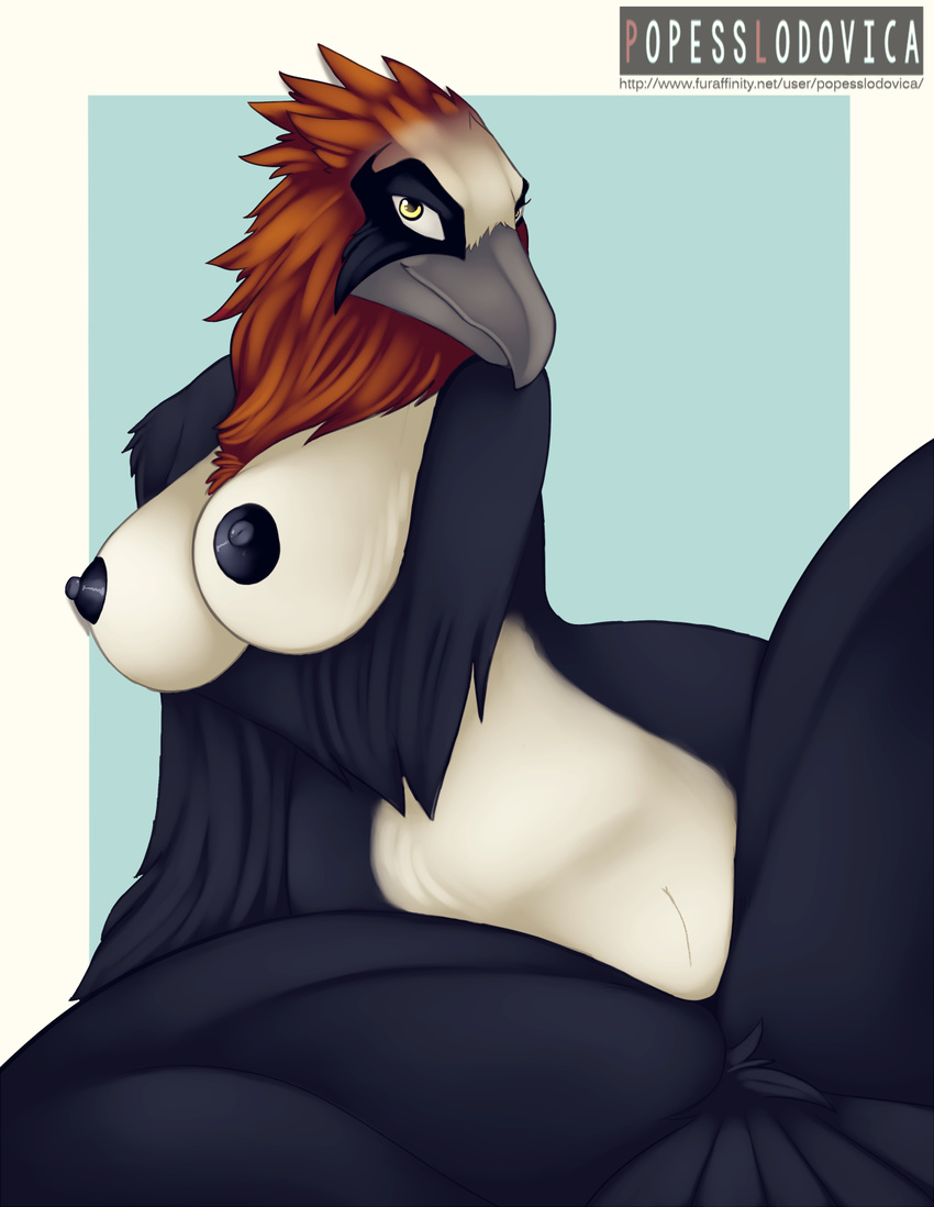 2015 anthro areola avian beak bearded_vulture bird black_feathers blue_background breasts feathers female looking_at_viewer multicolored_feathers nipples nude orange_feathers popesslodovica pussy simple_background sketch smile solo vulture white_feathers white_sclera yellow_eyes