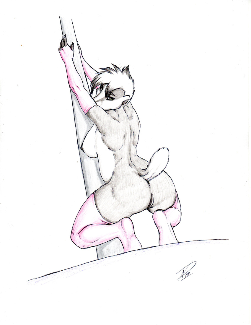2013 anthro anus back badger breasts clothing crouching elbow_gloves female fur gloves grey_fur hi_res legwear looking_back mammal mustelid nateday nipples pole pussy side_boob simple_background solo stockings stripper_pole white_background
