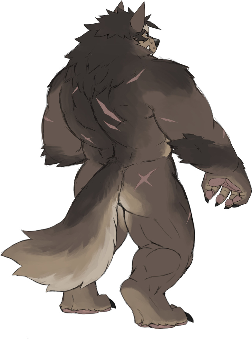 absurd_res anthro armpit_hair body_hair bruno_(rossciaco) bulge canid canine canis claws collar fangs fur hi_res male mammal nipples overweight overweight_male pawpads paws rossciaco scar sharp_claws sharp_teeth simple_background solo teeth were werecanid werecanine werewolf white_background wolf