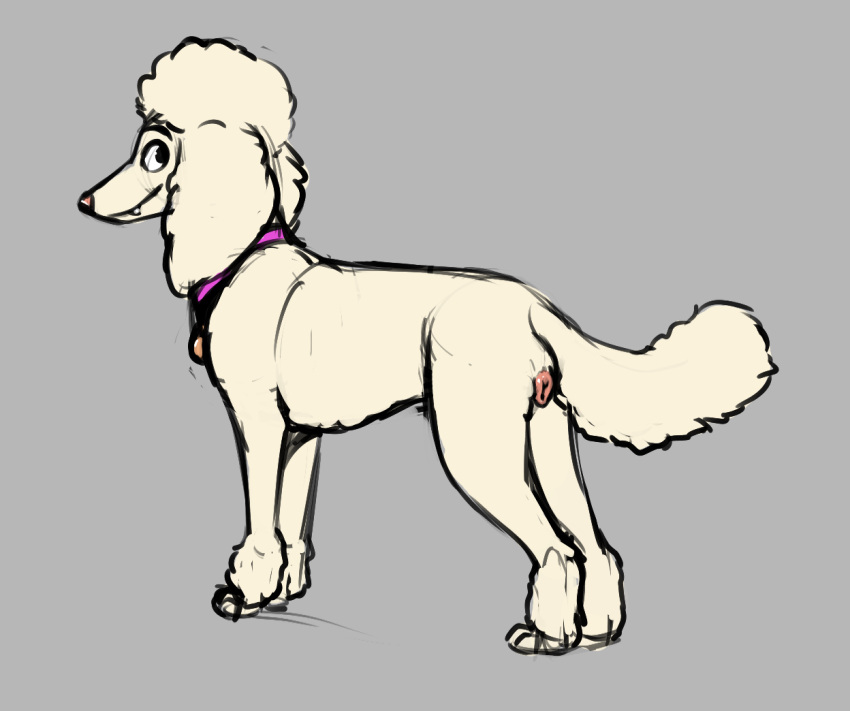 animal_genitalia animal_pussy canid canine canine_genitalia canine_pussy canis collar collar_tag domestic_dog female feral folvondusque fur genitals grey_background honey_(housebroken) housebroken looking_at_viewer looking_back mammal montone_fur pink_nose poodle purple_collar pussy simple_background sketch snaggle_tooth solo white_body white_fur