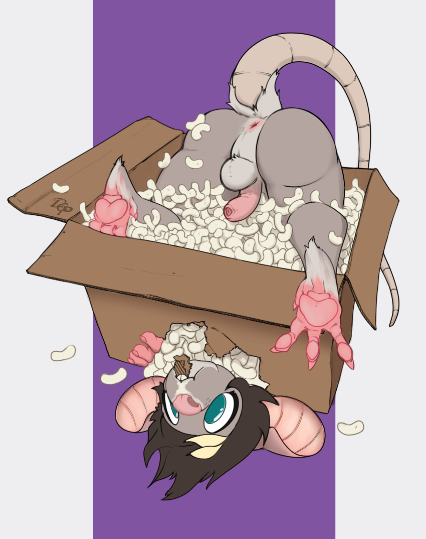 absurd_res anus beans_(disambiguation) box butt cardboard cardboard_box container dep genitals hi_res invalid_tag mammal murid murine packing_peanuts penis rat rodent tail upside_down