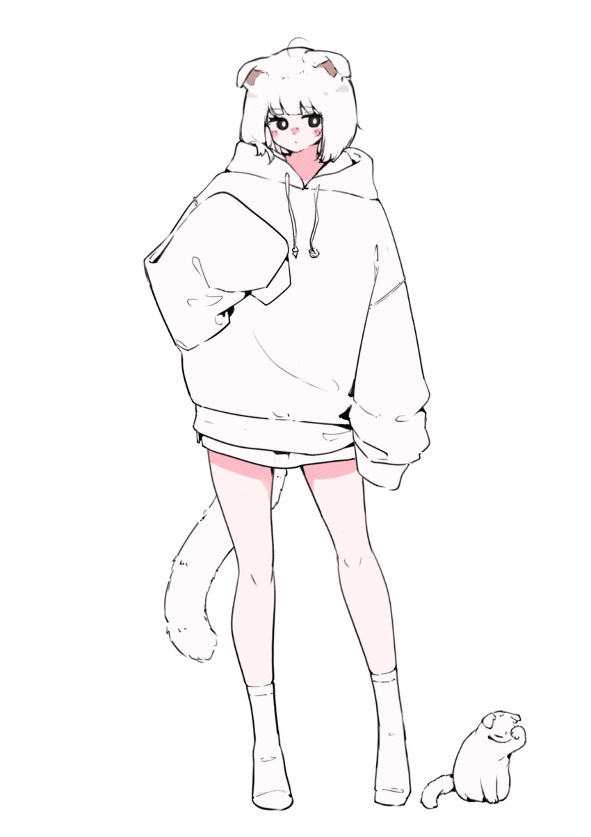 ahoge animal_ears averting_eyes bare_legs blush bob_cut bright_pupils cat cat_ears cat_girl cat_tail dot_mouth full_body highres hood hoodie megateru nose_blush original sleeves_past_fingers sleeves_past_wrists socks solo tail thigh_gap white_background white_cat white_hoodie white_pupils white_socks white_theme