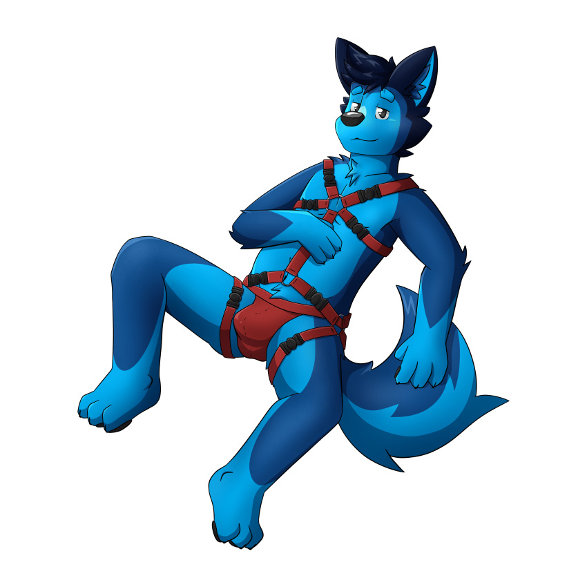 1:1 3_toes absurd_res alpha_channel anthro bedroom_eyes biped black_ears black_nose black_pawpads blue_body blue_fur blue_inner_ear blue_tail broitscody canid canine canis clothing feet fur grey_eyes hand_on_chest harness hi_res inner_ear_fluff jockstrap looking_at_viewer male mammal multi_tone_fur narrowed_eyes pawpads seductive simple_background solo tail toes transparent_background tuft two_tone_tail underwear watermark wolf