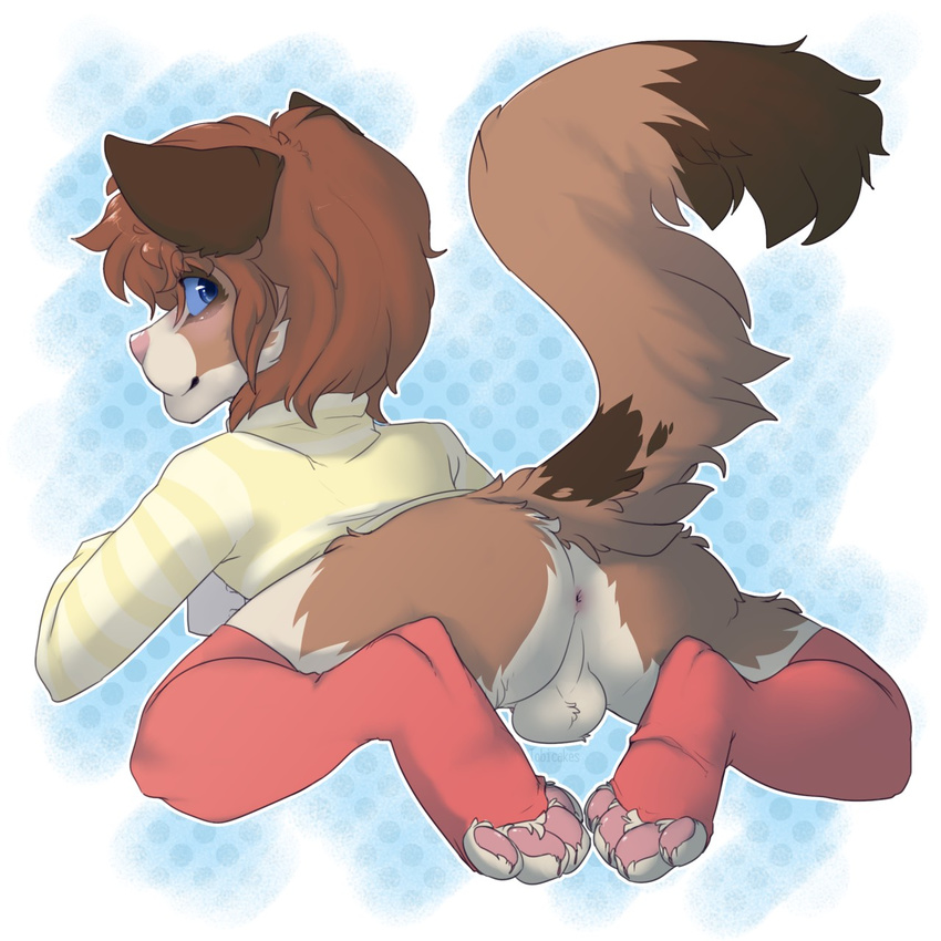 all_fours anthro anus backsack balls blue_eyes bottomless canine clothed clothing dog hair half-dressed legwear looking_back mammal pawpwads paws raise_tail simple_background stockings tobicakes