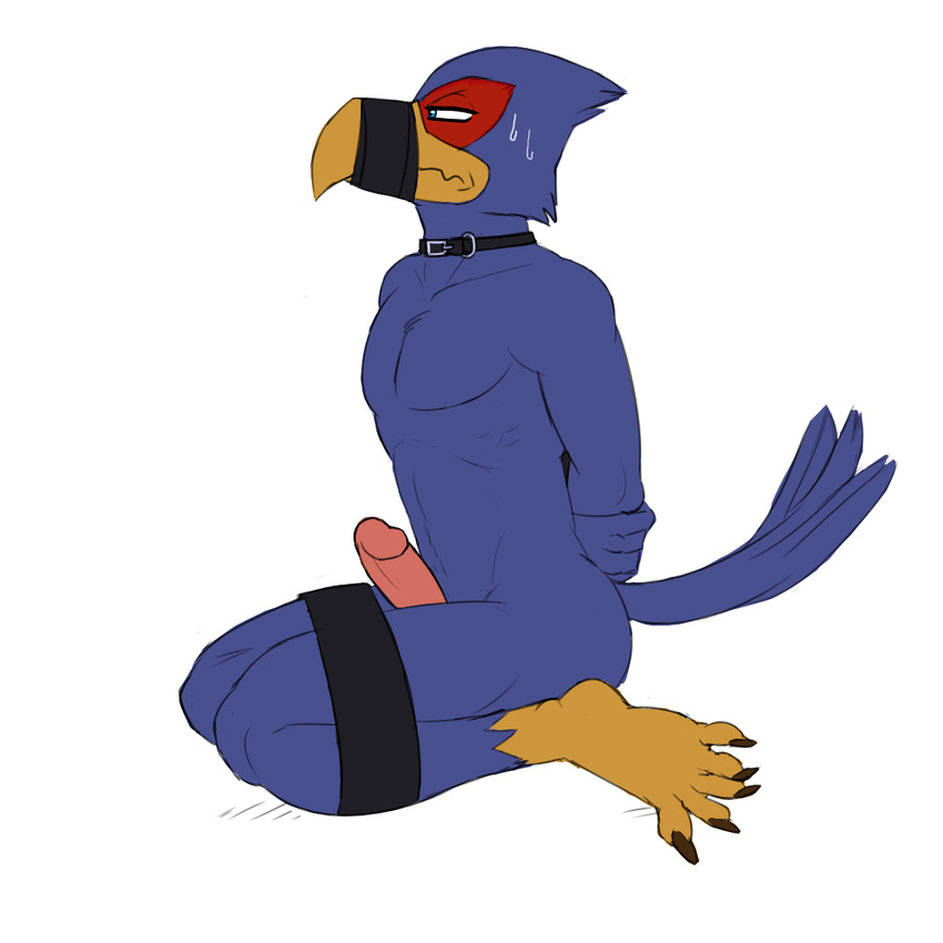 anthro avian bird bound erection falco_lombardi hi_res hicanyoumooforme male nintendo penis solo star_fox video_games