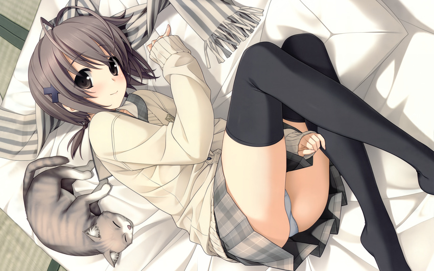 amatsume_akira animal bed cat gray_eyes gray_hair hashimoto_takashi panties polychromatic scarf seifuku short_hair skirt thighhighs underwear yosuga_no_sora