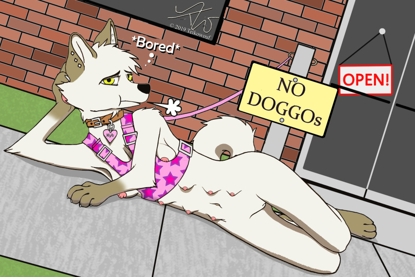 anthro attitude bottomless breasts canid canine canis casual_nudity clothed clothing collar domestic_dog female gloves humor husky invalid_tag leash legwear looking_at_viewer lying mammal nipples nude paws public public_nudity pussy socks solo teikowouf_(artist) wide_hips