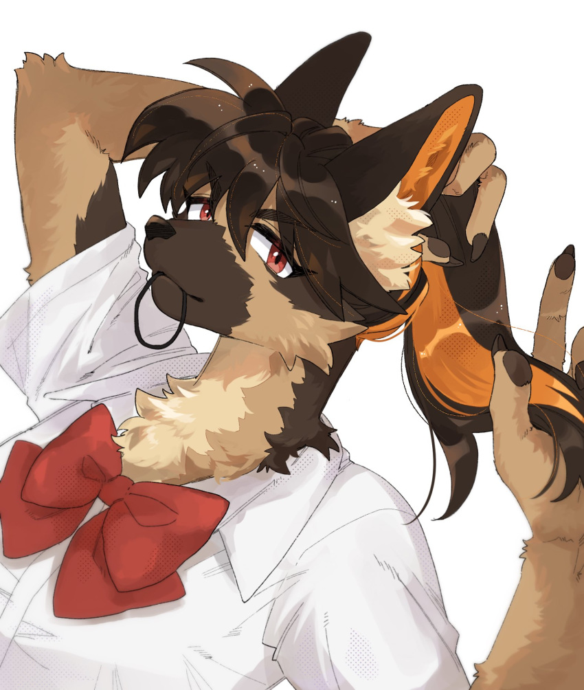 1girl animal_ear_fluff animal_ears black_hairband body_fur bow bowtie brown_eyes brown_fur brown_hair claws closed_mouth collared_shirt commentary_request dog_ears dog_girl furry furry_female hairband hands_up highres long_hair looking_at_viewer mouth_hold multicolored_hair orange_hair original ponytail rata_(norahasu) red_bow red_bowtie school_uniform shirt short_sleeves simple_background smile streaked_hair tying_hair upper_body white_background white_shirt