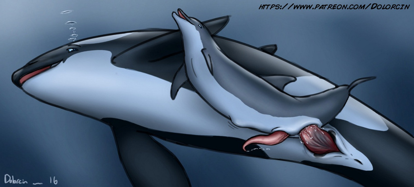 abdominal_bulge anal anal_penetration animal_genitalia anus belly bubble cetacean cum digital_media_(artwork) dolorcin dolphin duo feral feral_on_feral fin interspecies larger_male looking_pleasured male male/male mammal marine open_mouth orca penetration penis size_difference slit smaller_male stretching tapering_penis whale