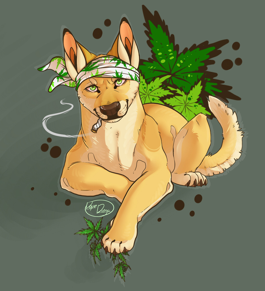 ambiguous_gender bandanna canine dingo dope-dingo drugs hi_res mammal marijuana pot_leaf smoke smoking solo