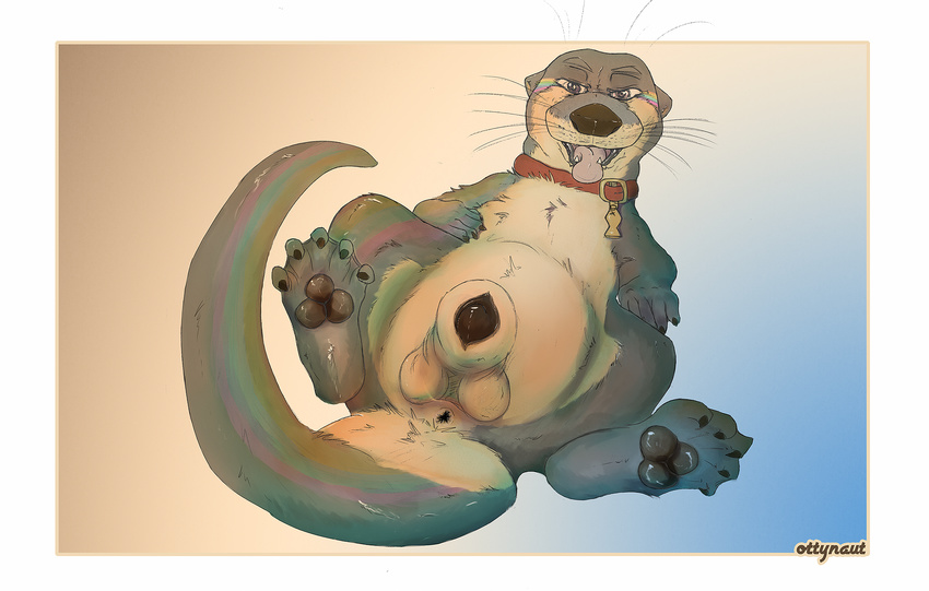 animal_genitalia animal_penis anus balls collar feral haswell hi_res male mammal mustelid otter otterlike over_endowed panting paws penis presenting rainbow sheath simple_background solo spread_legs spreading tongue