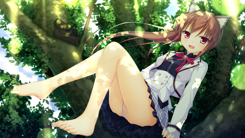 :d animal_ears barefoot blush brown_eyes brown_hair cat_ears cropped_jacket dappled_sunlight faura_linans feet game_cg highres in_tree legs long_hair looking_at_viewer open_mouth panties pantyshot pantyshot_(sitting) ryoumoto_ken school_uniform shoes_removed sitting sitting_in_tree smile solo sunlight tree underwear world_election