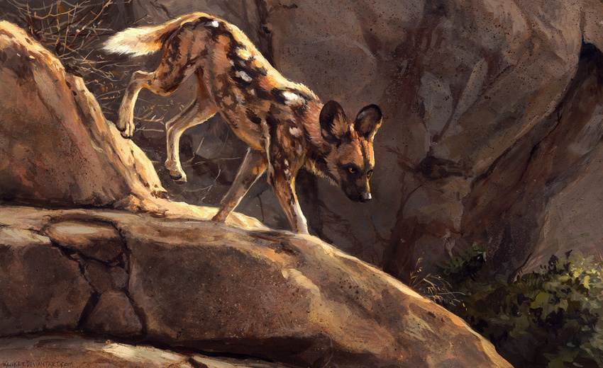 2016 african_wild_dog ambiguous_gender black_eyes black_fur brown_body brown_fur brown_sclera bush canine cliff digital_media_(artwork) digital_painting_(artwork) feral fur hi_res kenket mammal outside paws portrait rock side_view solo walking white_fur white_spots