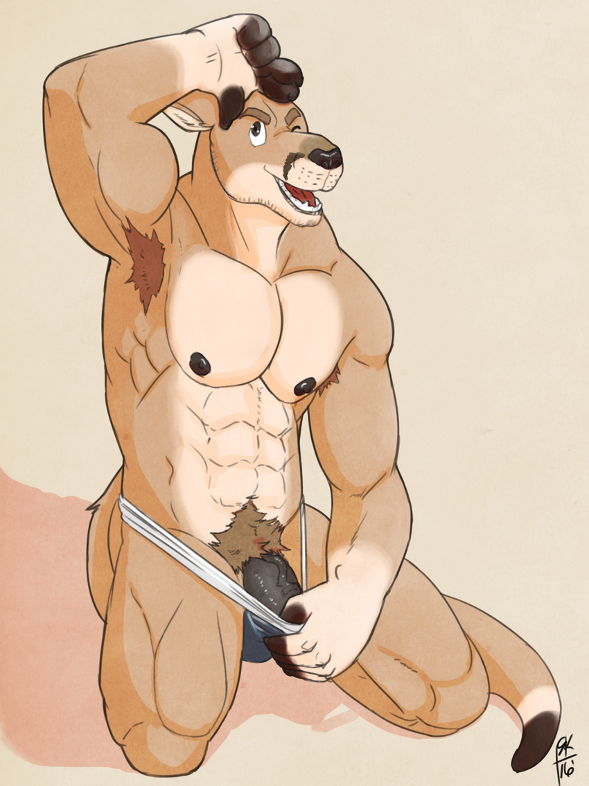 abs anthro armpits biceps clothing fur hair jockstrap kangaroo kneeling male mammal marsupial muscular nipples pecs penis pubes reindeeroo smile solo tagme underwear underwear_aside underwear_pull