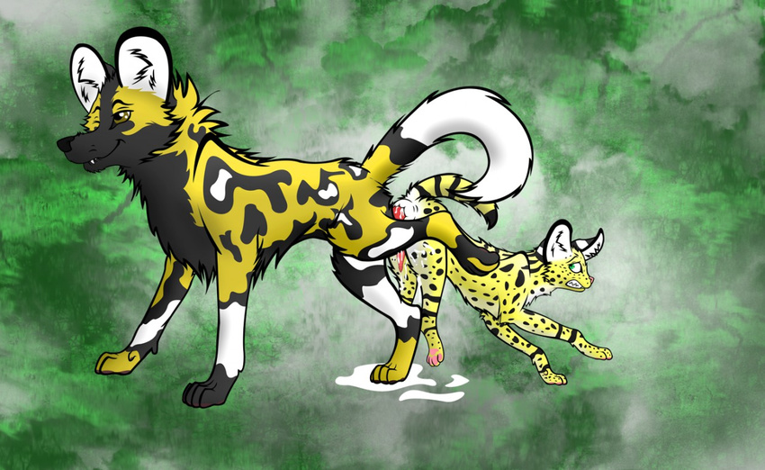 african_painted_dog african_wild_dog anal anal_penetration anatomically_correct animal_genitalia anus canine dog duo feet_in_air feline feral invalid_tag male male/male mammal penetration penis quadruped serval sex spots