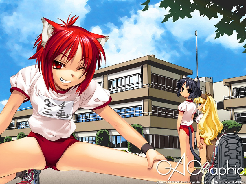 animal_ears bloomers catgirl gagraphic gym_uniform hiyohiyo