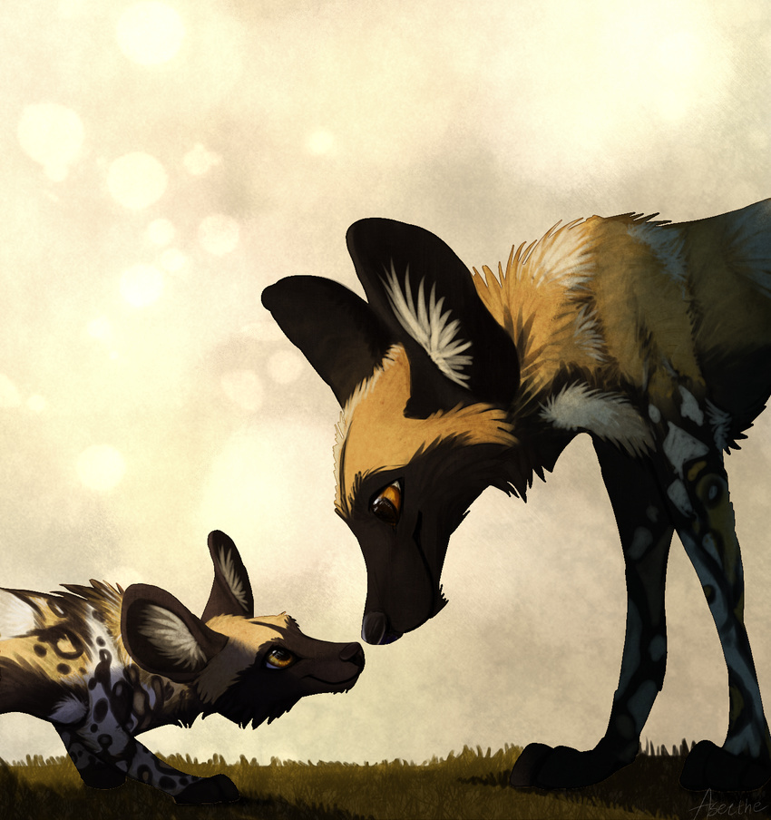 african_wild_dog aseethe awd canine cape_dog child cub cute feral hi_res mammal mother parent realistic simple_background young