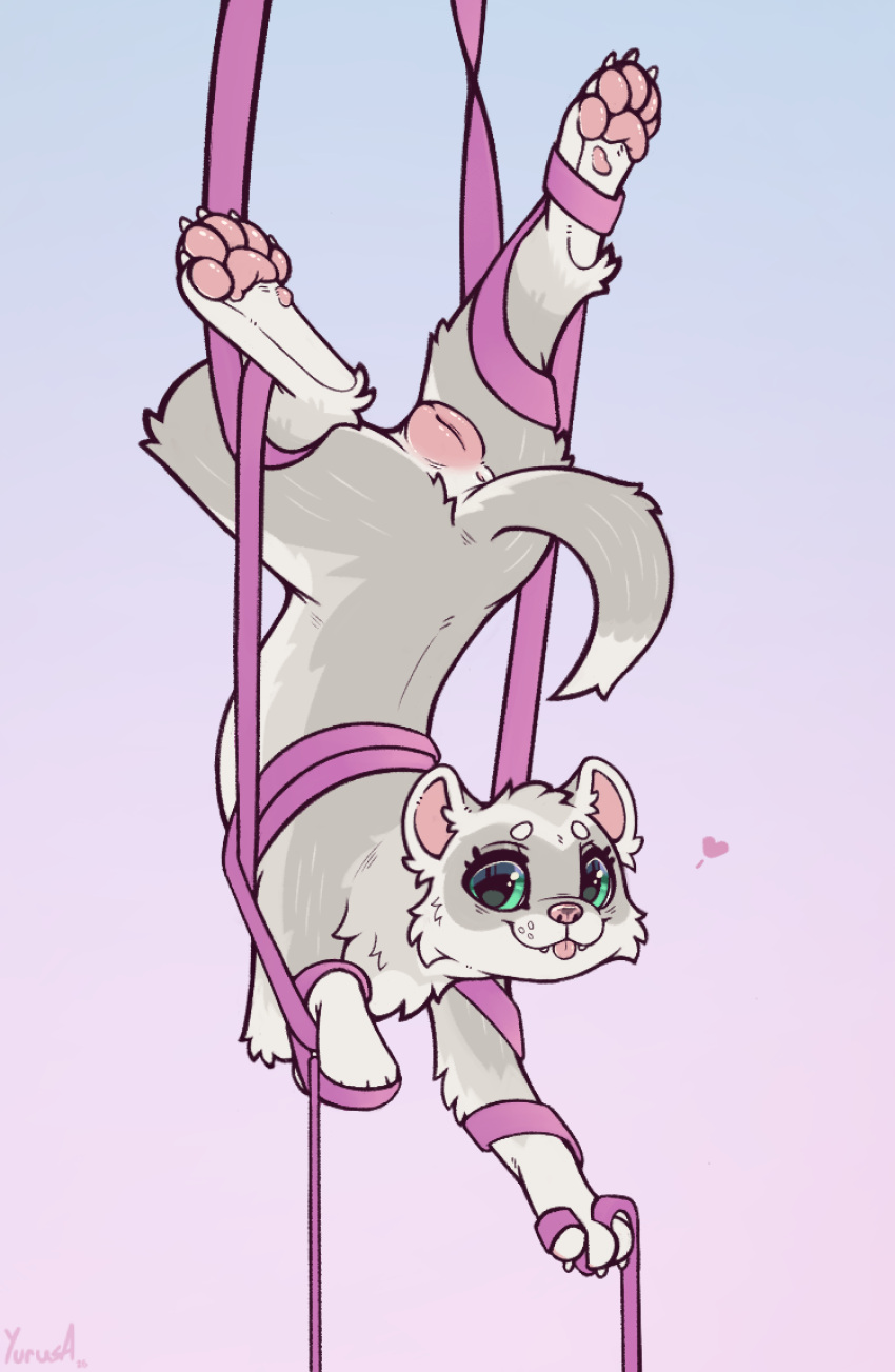 2026 5_toes acrobat acrobatics aerial_silk anatomically_correct anatomically_correct_genitalia anatomically_correct_vulva animal_genitalia animal_vulva anus arched_back arm_support arm_tuft balancing barely_visible_pawpads bent_back big_eyes blep blue_background brown_nose butt cheek_tuft claws countershade_torso countershading curved_tail cute_fangs dancing deeply_arched_back digital_drawing_(artwork) digital_media_(artwork) digitigrade dipstick_tail domestic_ferret ear_tuft elbow_tuft european_polecat eyebrows eyebrows_(marking) facial_markings facial_tuft fangs feet female female_feral feral finger_claws flexible fluffy forward_arm_support full-length_portrait fur genitals gradient_background green_eyes grey_body grey_fur grey_markings guard_hair head_back head_markings heart_symbol hi_res hindpaw hybrid in_heat leg_tuft legs_above_head looking_at_viewer looking_back looking_back_at_viewer mammal markings mask_(marking) mottled mottled_nose mustelid mustelid_genitalia mustelid_vulva musteline neck_tuft pawpads paws perineum pink_anus pink_background pink_inner_ear pink_nose pink_pawpads pink_tongue pink_vulva portrait raised_tail rear_view scorpion_(position) signature silks simple_background smile smiling_at_viewer solo spread_legs spreading sunny_silver suspension tail tail_anus tail_markings teeth three-quarter_view toe_claws toes tongue tongue_out toony true_musteline tuft two_tone_nose underpaw upside_down vulva weasel whisker_spots white_body white_claws white_ears white_eyebrows white_feet white_fur white_hands white_paws wrapped_up yurusa