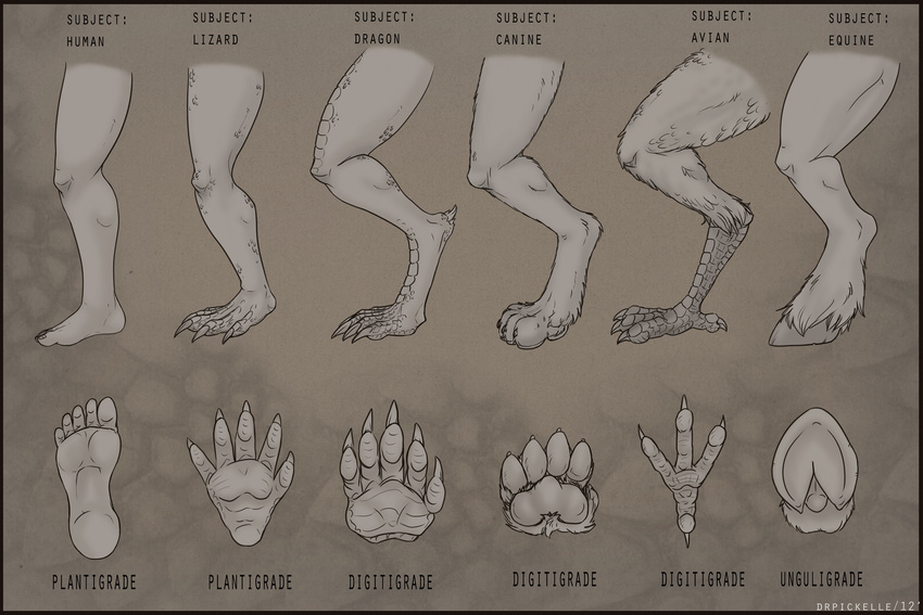 2012 4_toes 5_toes abstract_background ambiguous_gender anatomy anthro avian big_claws black_border border canine close-up digital_drawing_(artwork) digital_media_(artwork) digitigrade dragon drpickelle english_text equine fur grey_theme hooves how-to human informative lizard mammal model_sheet multiple_(disabiguation) pawpads plantigrade reptile scales scalie shaded signature simple_background solo text toes