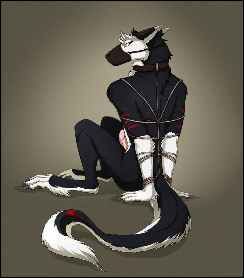 2016 anthro bdsm black_fur bound claws collar erection fur male muzzle_(object) muzzled nude penis red_eyes red_fur rope rope_bondage rope_harness sergal simple_background sitting solo white_fur zetsin