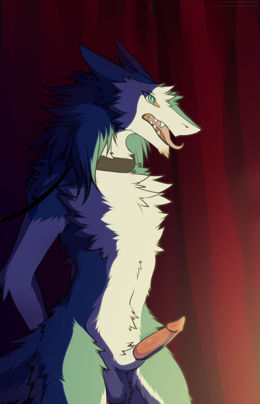 balls bound collar erection hands_behind_back leash male nehmen nude on_display penis saggy_balls sergal sidgi solo