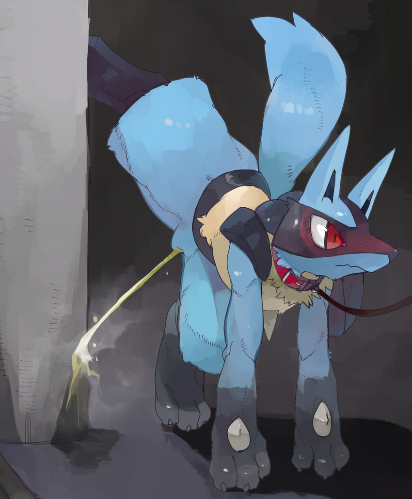 all_fours animal_genitalia anthro blush canine collar digitigrade embarrassed front_view fully_sheathed leash liteu lucario male mammal nintendo nude one_leg_up peeing pok&eacute;mon sheath solo unseen_character urine video_games