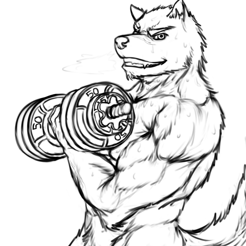 anthro biceps canine dumbbell exercise fur holding_object looking_at_viewer male mammal muscular muscular_male ninjatertel nude pecs solo sweat teeth weightlifting weights wolf workout