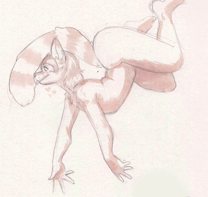&lt;3 chest_tuft ethriol male mammal monochrome nude red_panda sketch tongue tongue_out traditional_media_(artwork) tuft