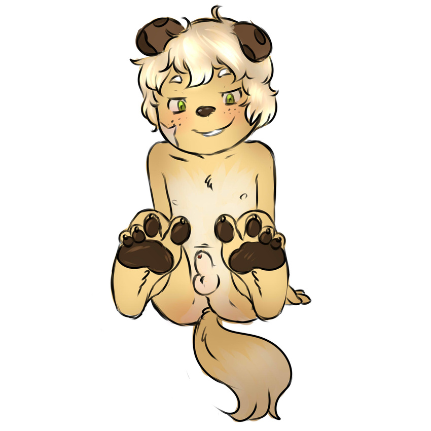 4_toes animal_genitalia balls blonde_hair blush brown_nose canine child cub dog domzywomzy feet green_eyes hair male mammal nipples pawpads sheath sitting solo toes young