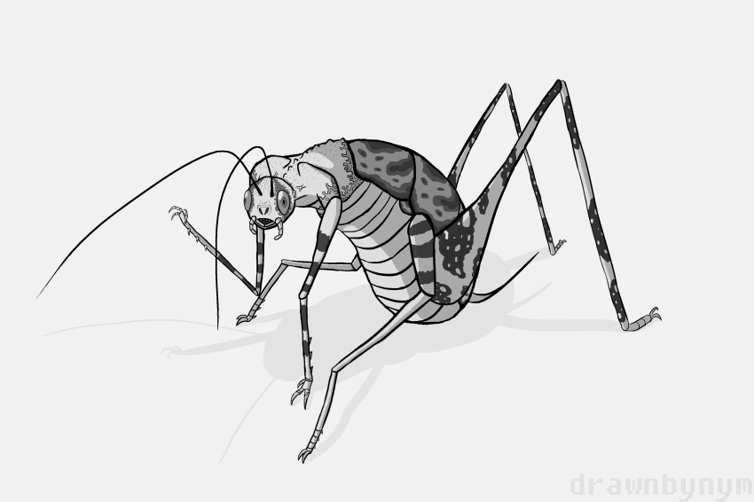 2017 2_toes 3_fingers 4_legs absurd_res aliasing ambiguous_gender antennae arthropod body_horror camel_cricket creepy derp_eyes digital_drawing_(artwork) digital_media_(artwork) exoskeleton feral full-length_portrait grey_background greyscale hairy hi_res human human_to_feral hybrid insect lighting mammal mandibles monochrome multi_leg multi_limb nightmare_fuel nymaurelian open_mouth orthopterid portrait raised_arm shadow simple_background sitting solo species_transformation spines teeth toes transformation vein what white_background