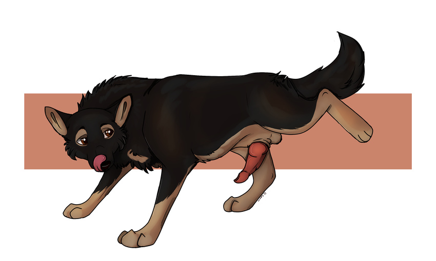 anthro canine dog feral german german_shepherd hindleg knot licking male mammal non penis shepherd street streetdog tongue tongue_out