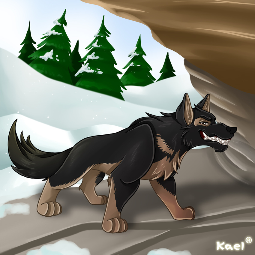 anthro canine dog feral german german_shepherd male mammal non shepherd snow street streetdog