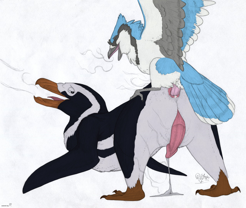 anal anal_penetration animal_genitalia avian beak bird blue_jay corvid cum cum_on_ground cum_while_penetrated duo evan_(windpaw) feral feral_on_feral from_behind_position genital_slit hands-free happy happy_sex male male/male open_mouth orgasm penetration penguin penis rabin sex size_difference slit small_dom_big_sub tongue windpaw