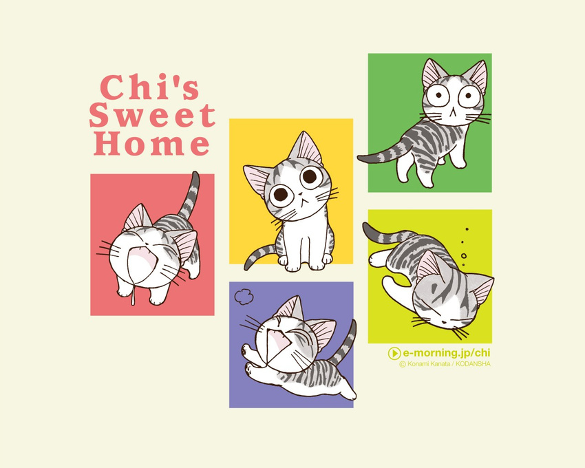 cat chi's_sweet_home tagme