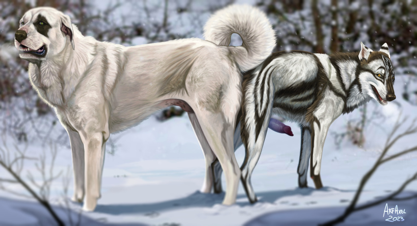 2023 amber_eyes anal anal_knotting anal_penetration animal_genitalia animal_penis arf-fra ass_to_ass blue_eyes blurred_background branch breath brown_body brown_fur canid canine canine_genitalia canine_penis canis curled_tail detailed_background domestic_dog duo erection eye_spot feral fimur floppy_ears fur genitals hi_res jenklin_(character) kangal knotting livestock_guardian_dog looking_back male male/male male_penetrated male_penetrating male_penetrating_male mammal molosser mountain_dog open_mouth outside panting pastoral_dog penetration penis plant sex signature snow standing tail teeth tree white_body white_fur winter wolf
