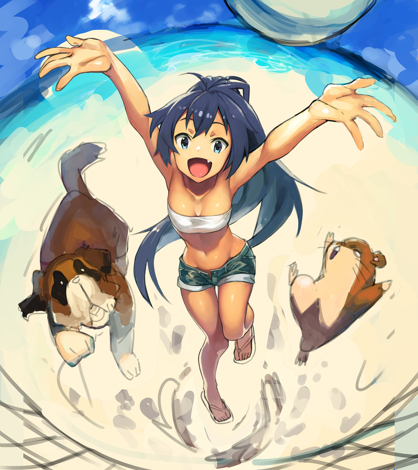 :d animal arms_up azuki_(azuki-taste) black_hair blue_eyes breasts cleavage day dog fangs ganaha_hibiki hamster hamuzou highres idolmaster idolmaster_(classic) inumi jumping long_hair looking_at_viewer midriff navel open_mouth ponytail shorts small_breasts smile st_bernard