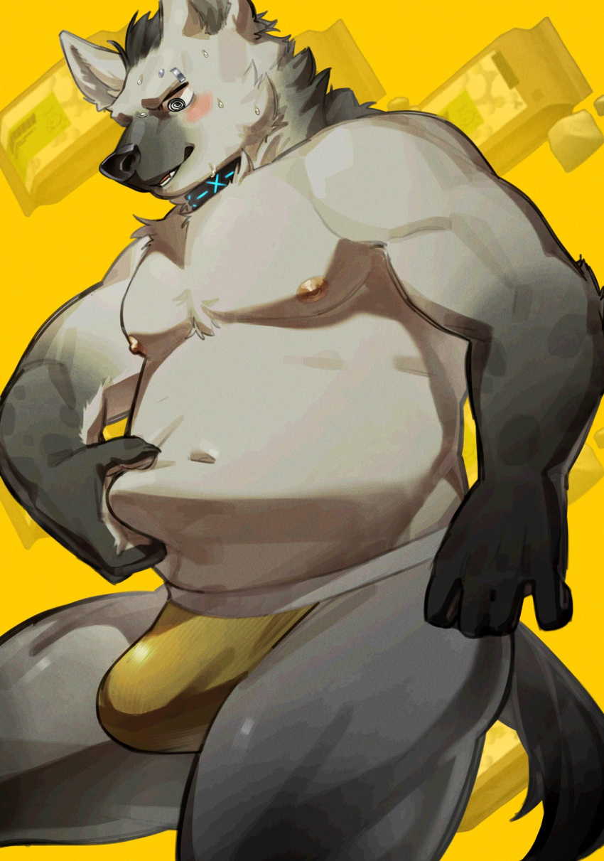 2024 anthro areola arknights belly blush bulge clothing collar eyebrow_piercing facial_piercing fur grey_body grey_fur hair hi_res hyena hypergryph jockstrap male mammal navel nipples overweight overweight_anthro overweight_male piercing pluto08010511 pu94_d1de4c solo spot_(arknights) spotted_hyena studio_montagne tail touching_belly underwear